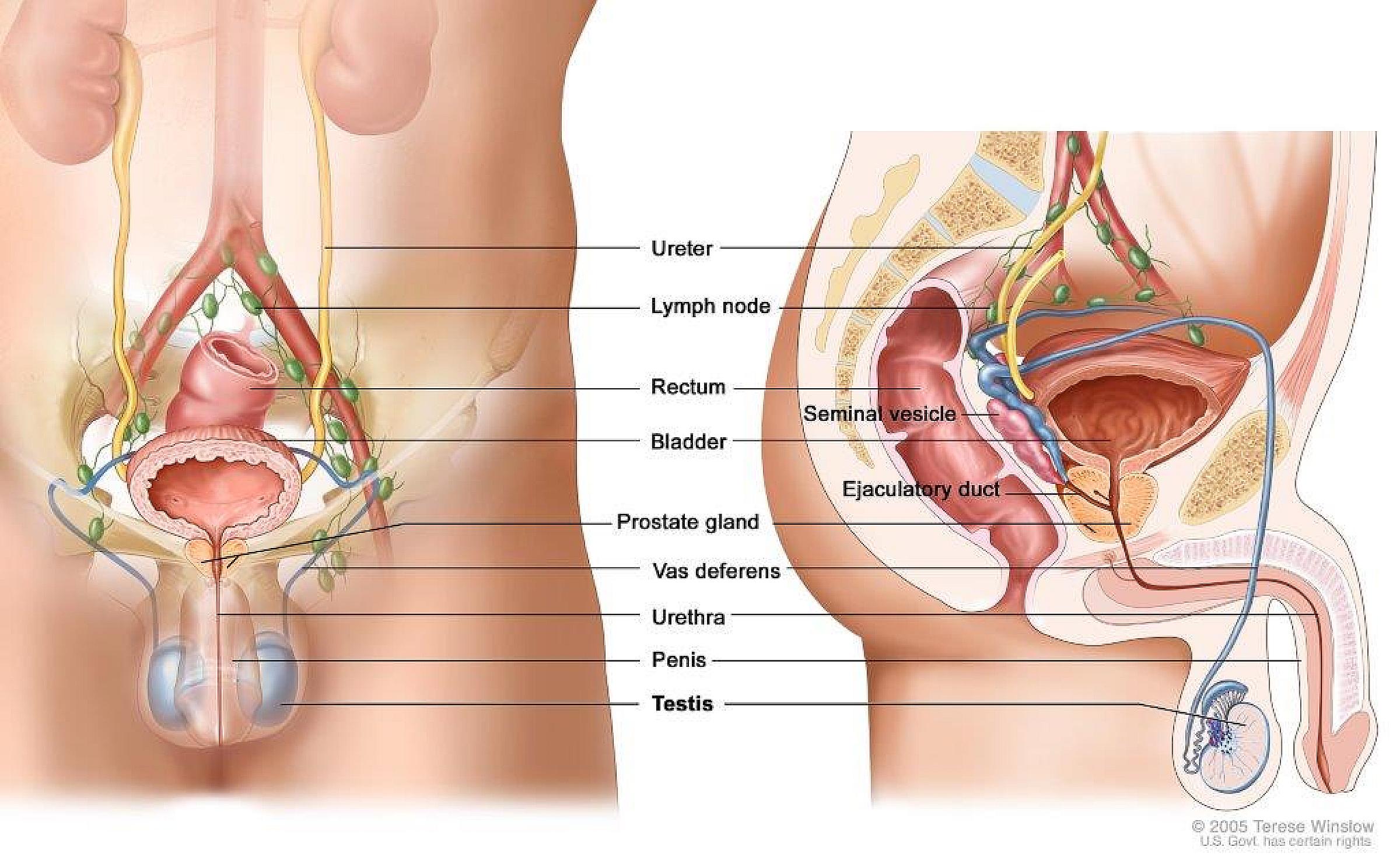 Anatomy of male reproductive system