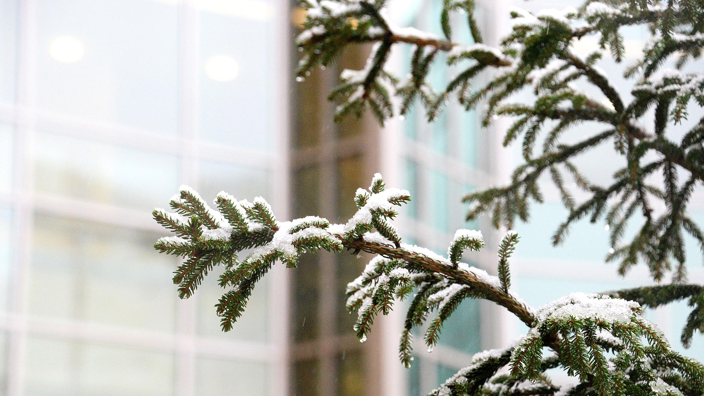 Snowy pine branchs in front of Huntsman Cancer Institute