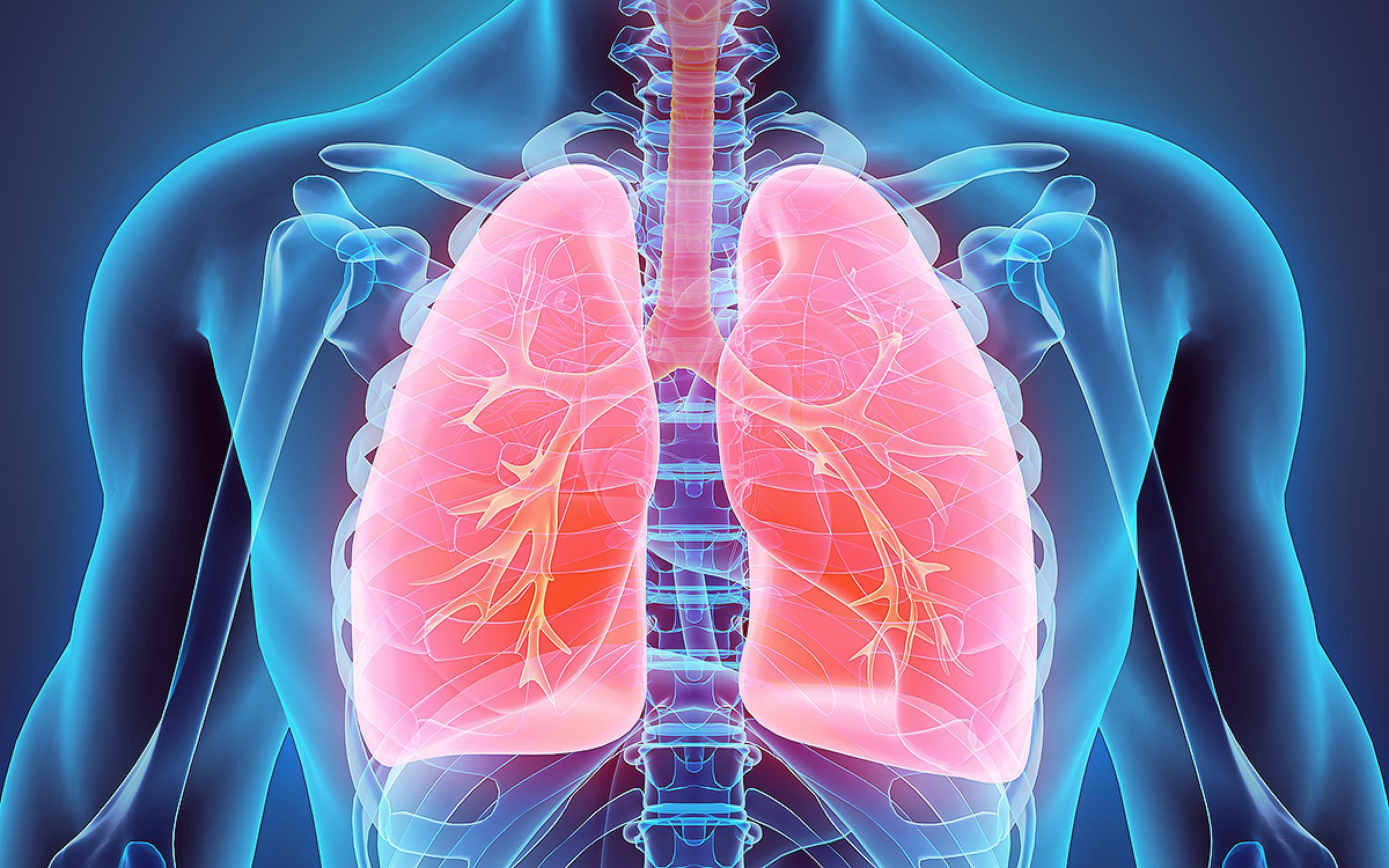 lungs inside a transparent torso