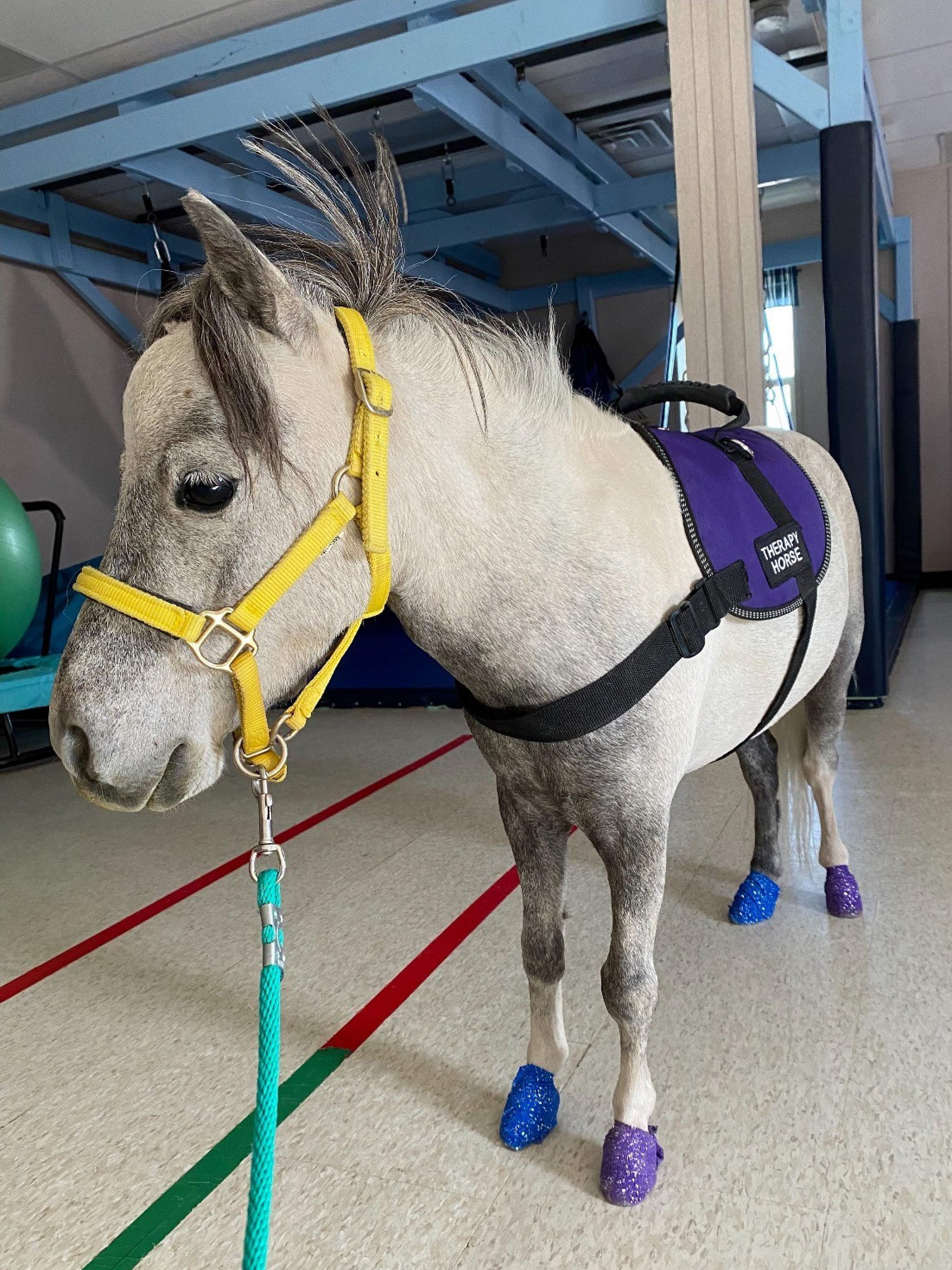 Rhett, a mini horse
