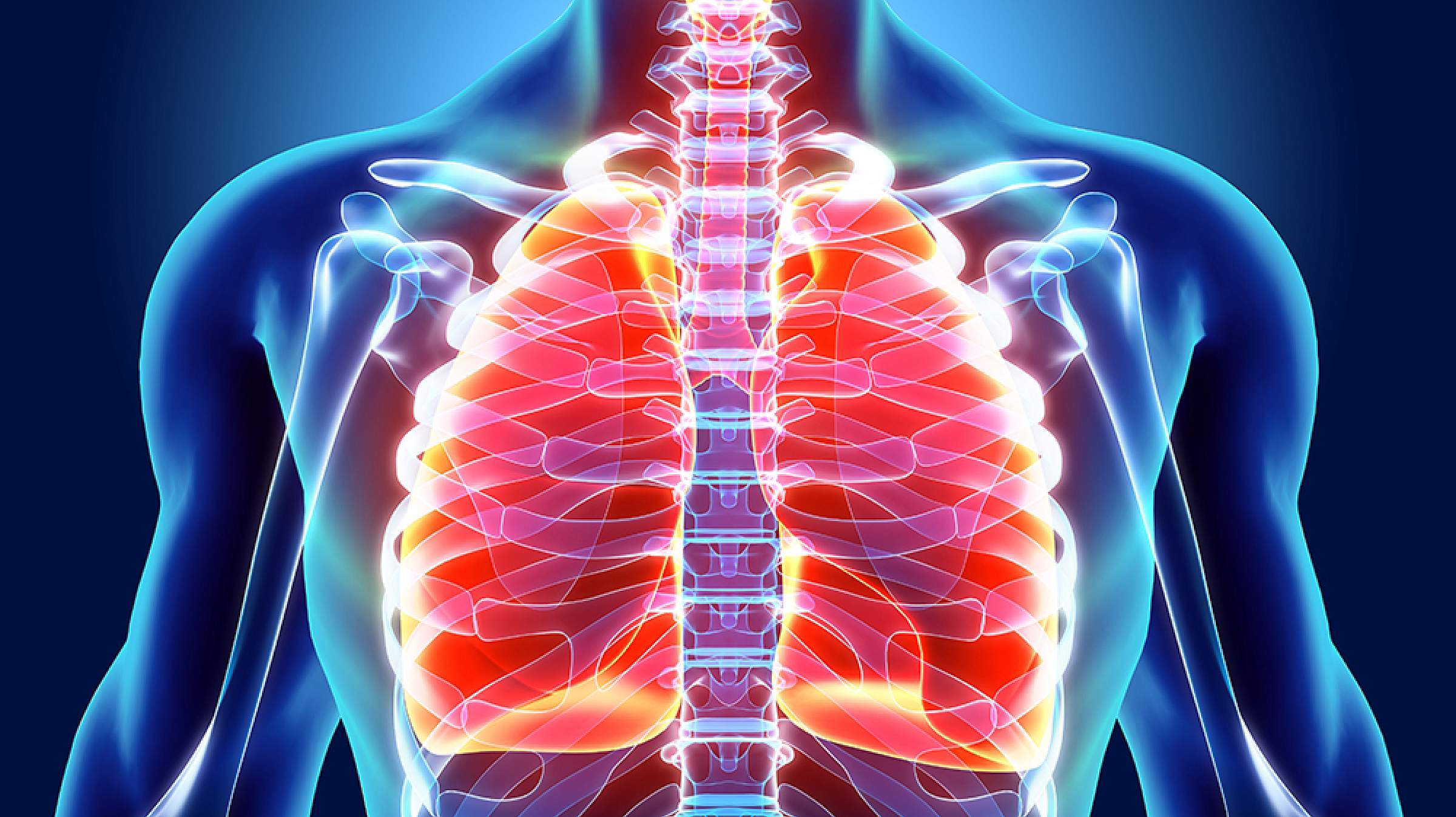 lungs in body