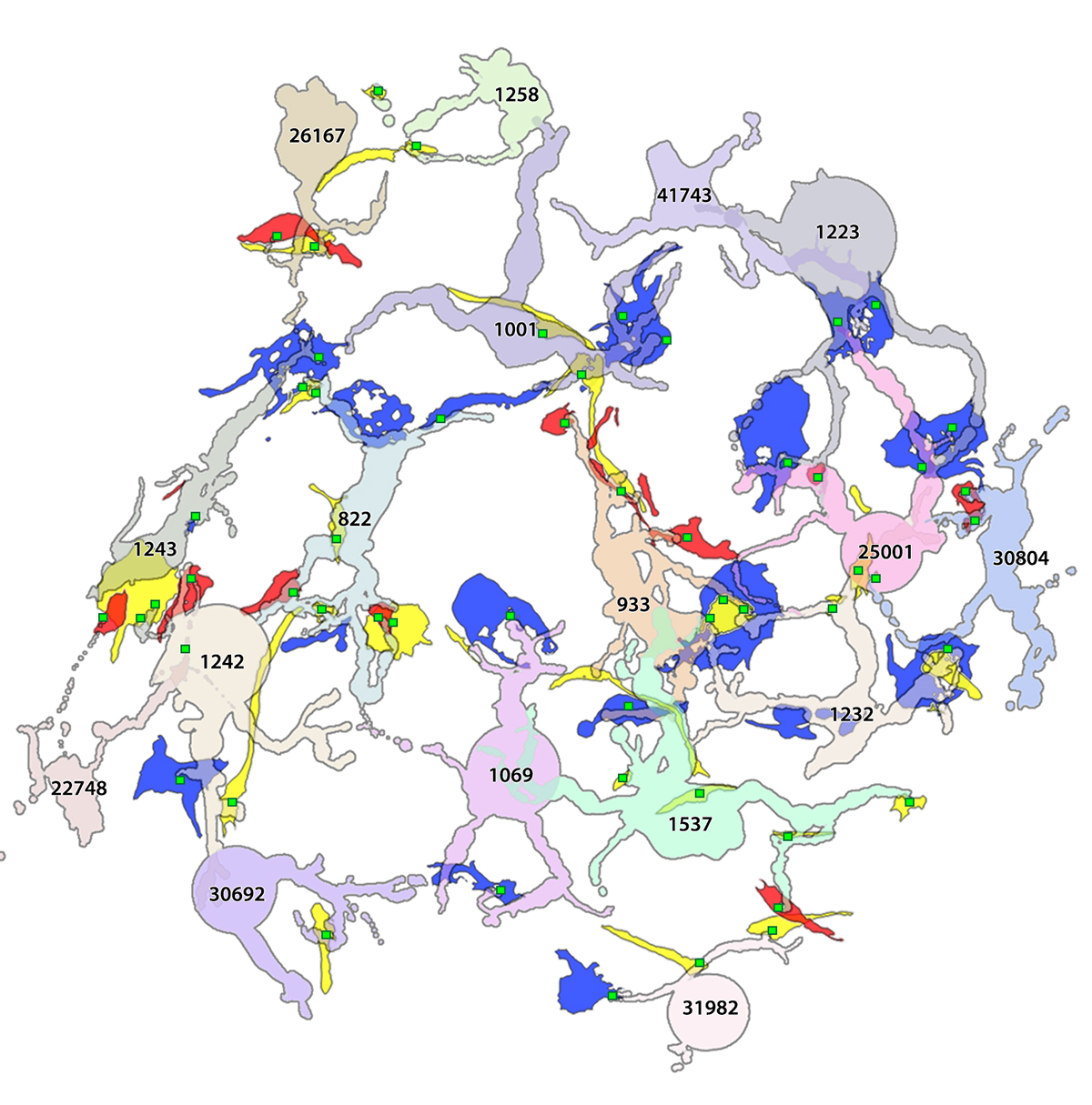 A 2-D pathoconnectome image shows rod bipolar cell dendrites and their synapse locations with rod (red), cone (blue), and indeterminate (yellow) photoreceptors.