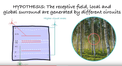 An illustration from a video accompanying the latest brain research from the Alessandra Angelucci Laboratory at the John A. Moran Eye Center at the University of Utah.