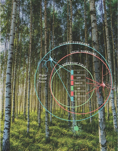 An illustration describing how the brain in the V1 area combines pieces of visual information into one larger scene.