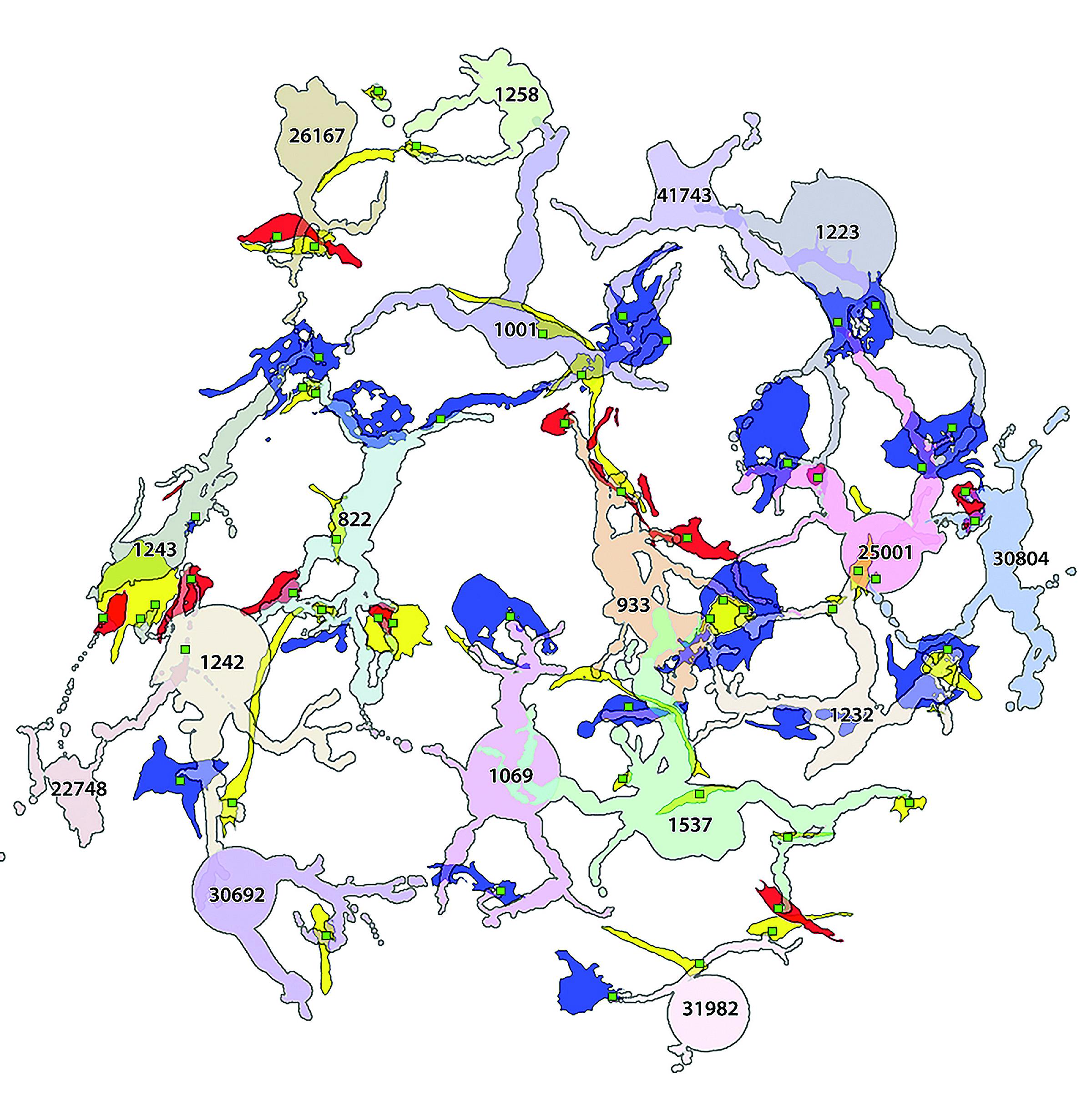 A 2-D pathoconnectome image