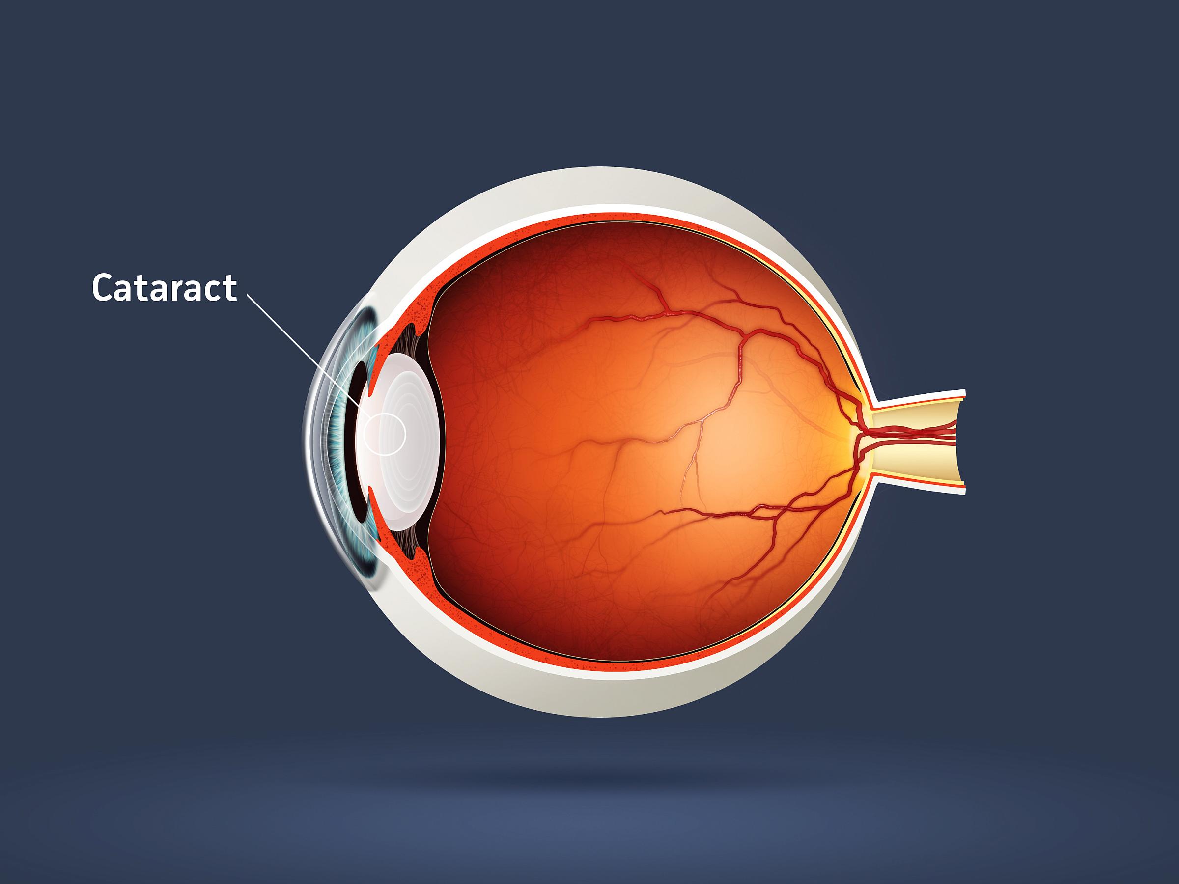 eye anatomy diagram