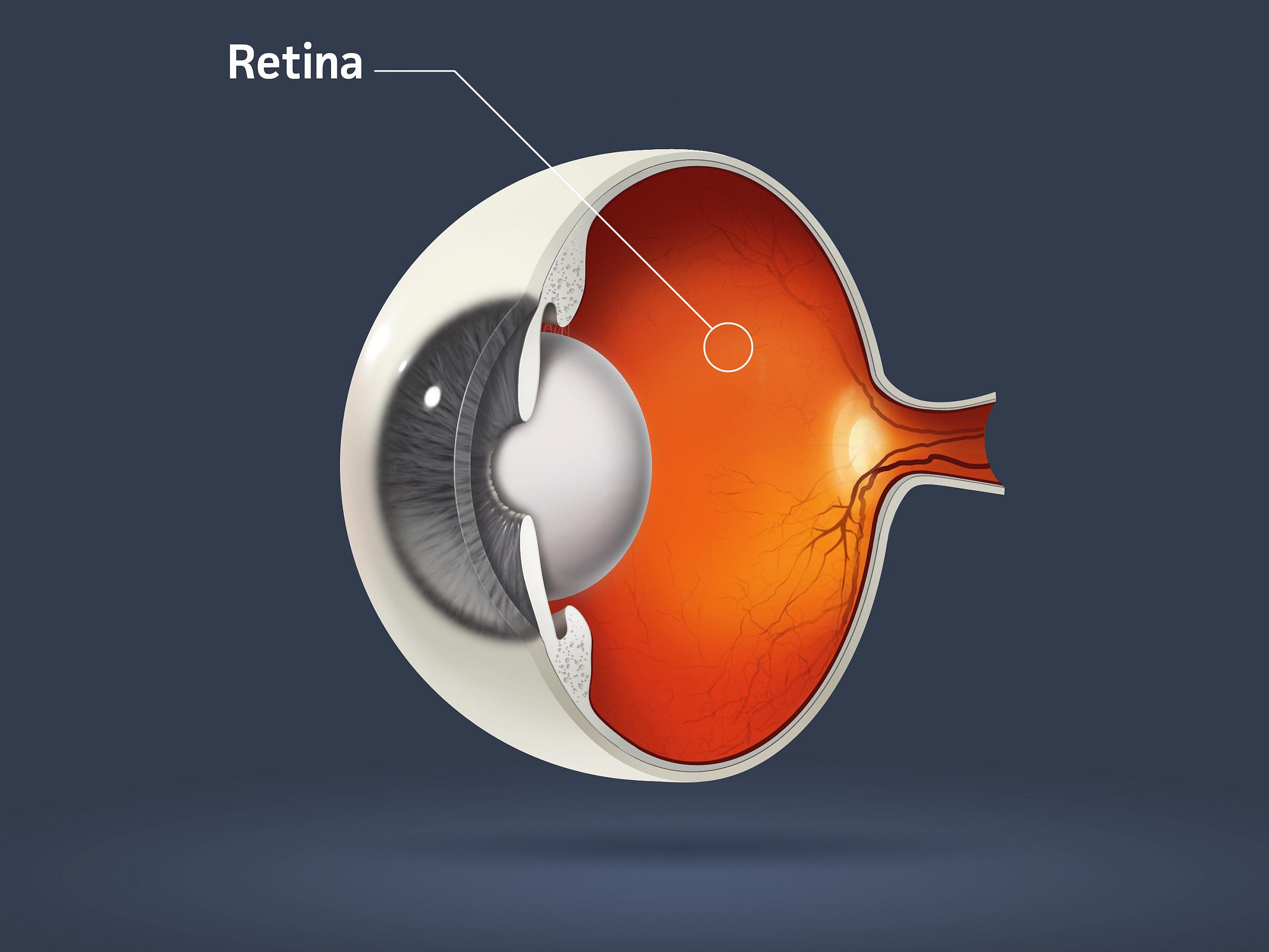 retina diagram