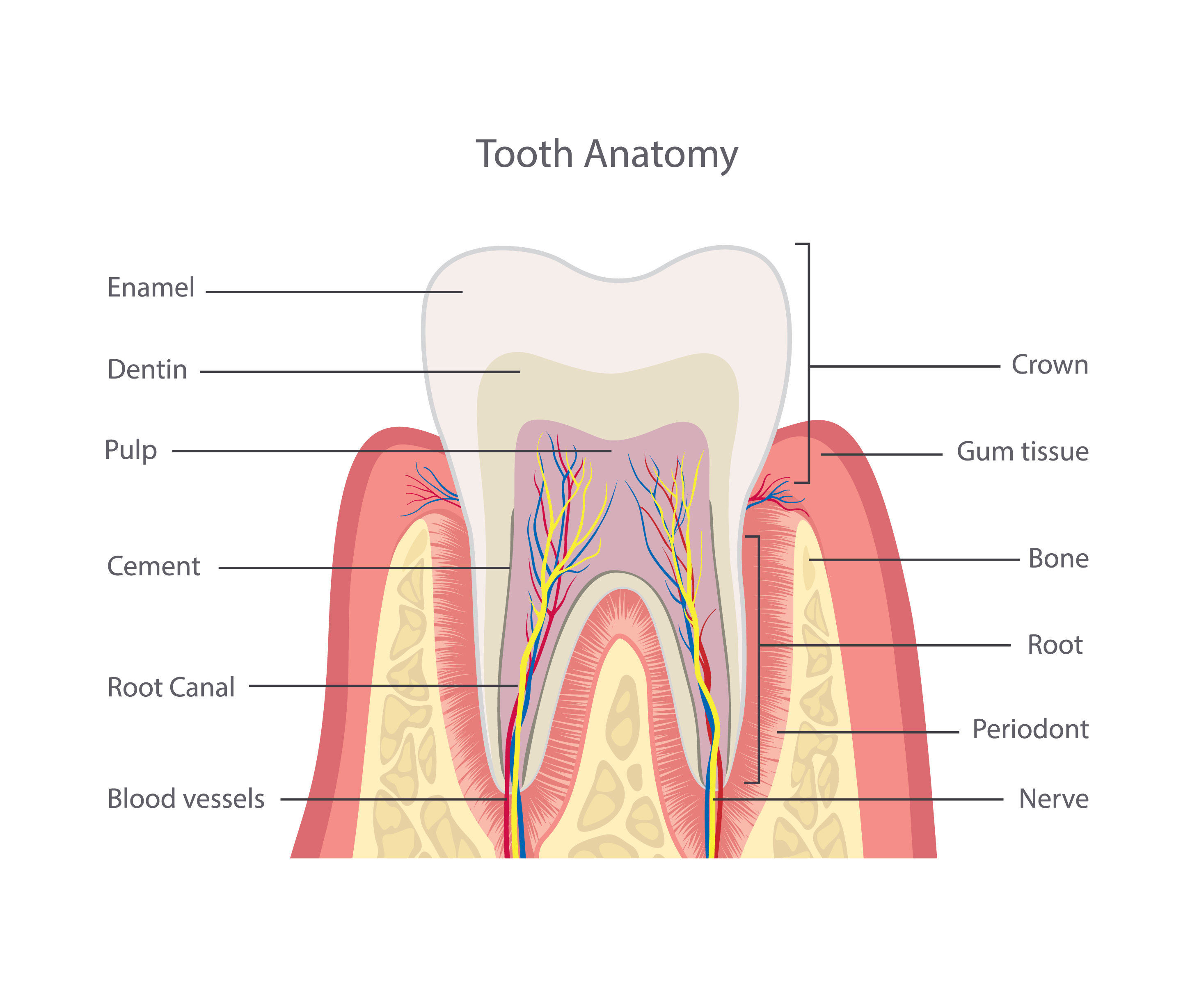Tooth Anatomy