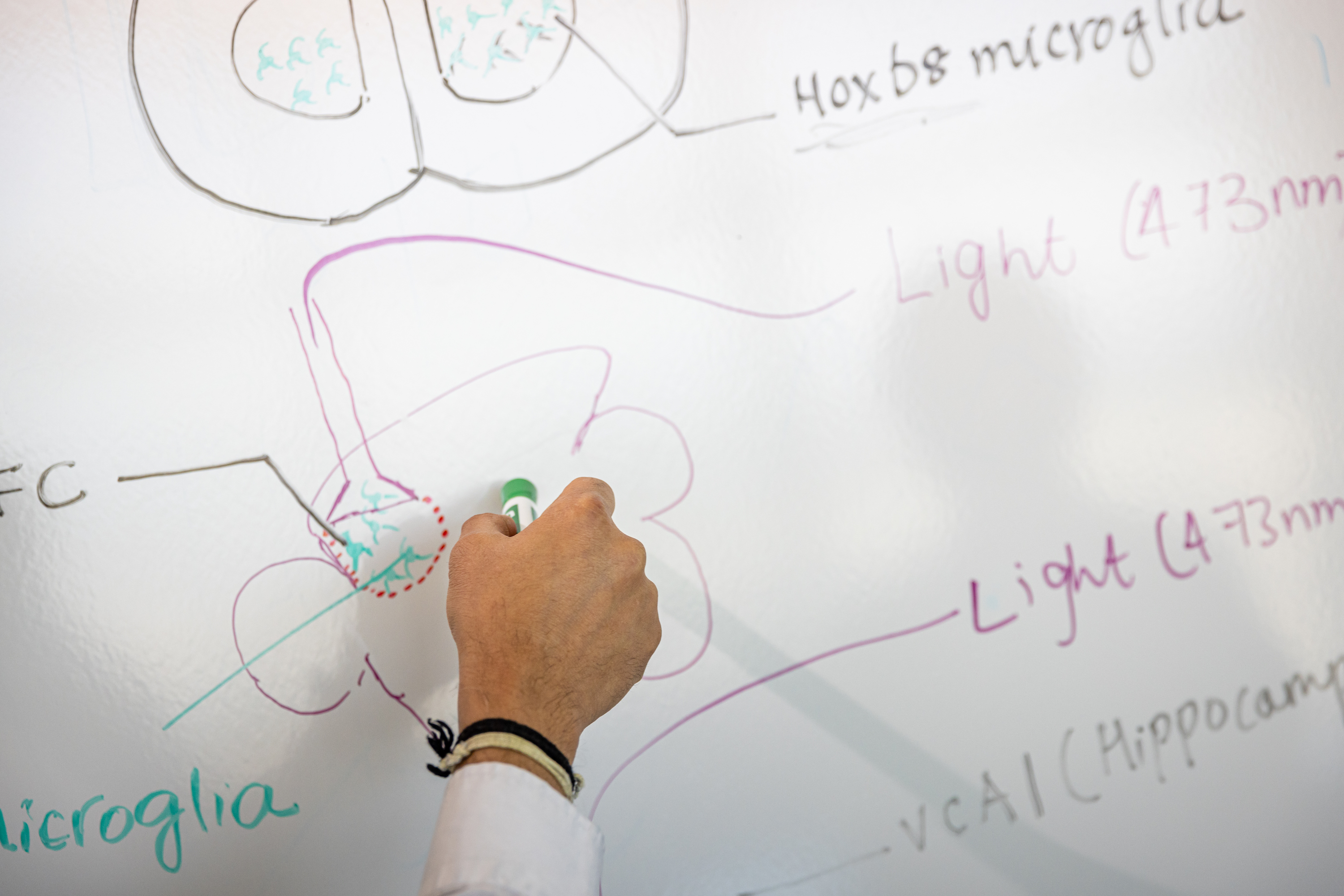 Writing neuroscience on the white board.