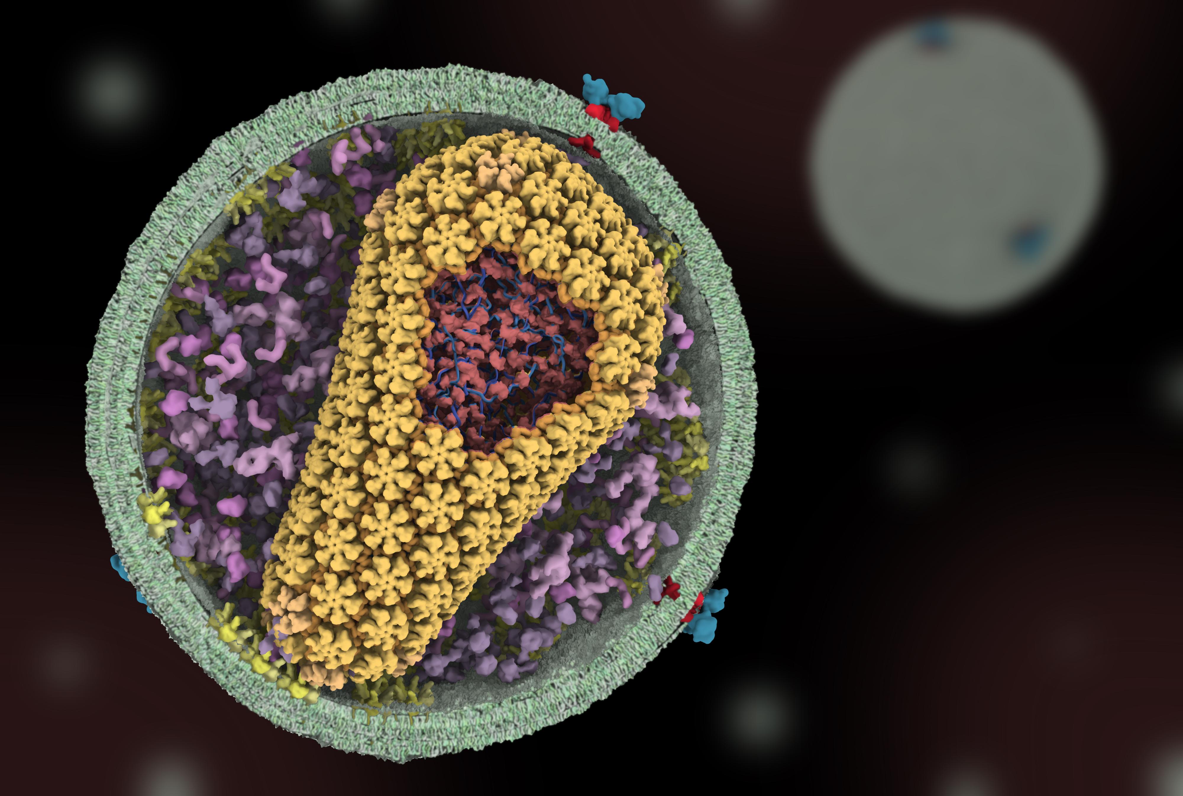 Artist's depiction of an HIV capsid.