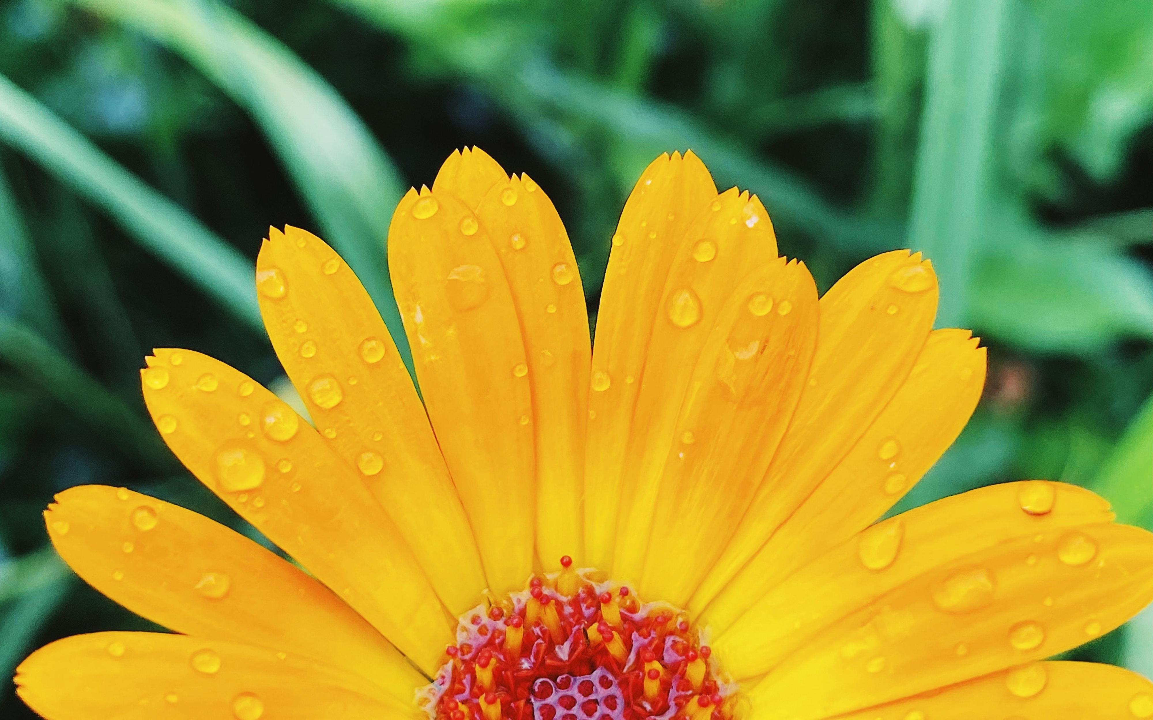 A flower with rain on it
