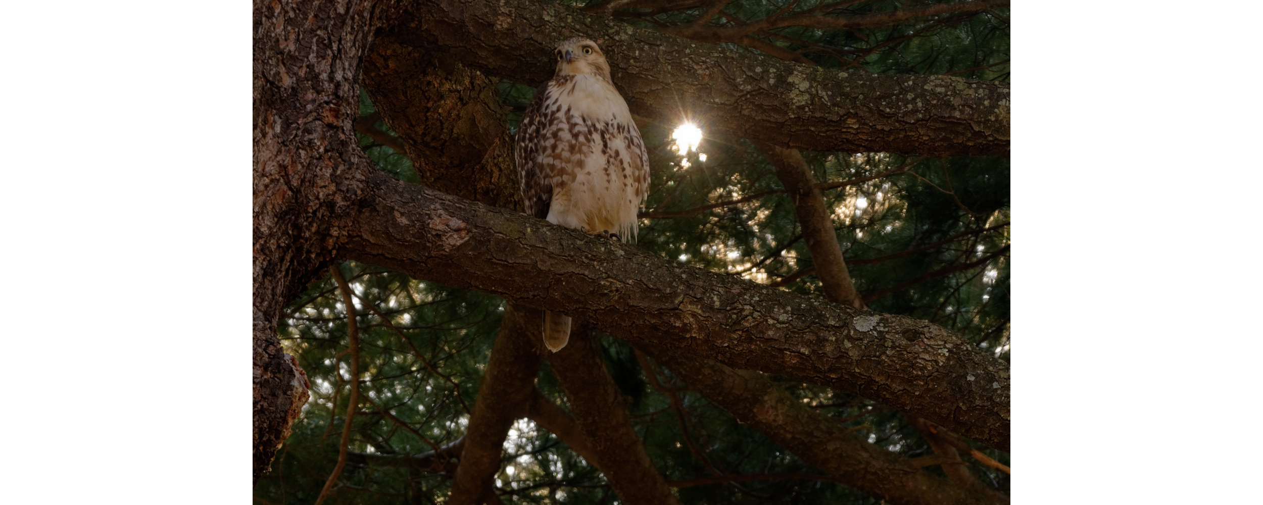 Red-tailed Hawk