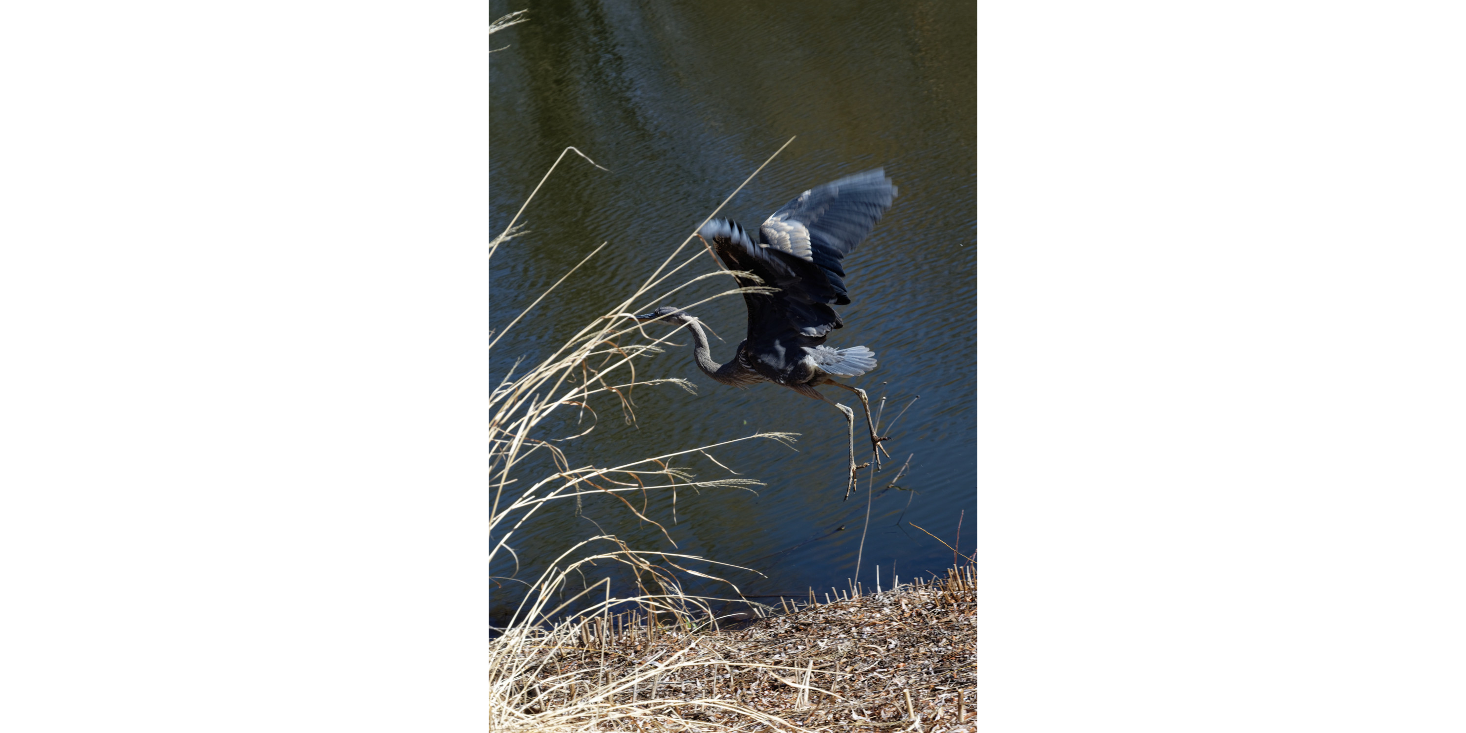 Great Blue Heron
