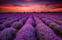 Field of Lavender