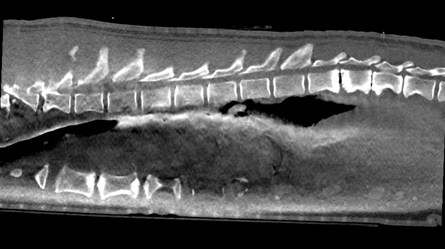 Grayscale CT scan of a sea lion showing a side view of the spine.