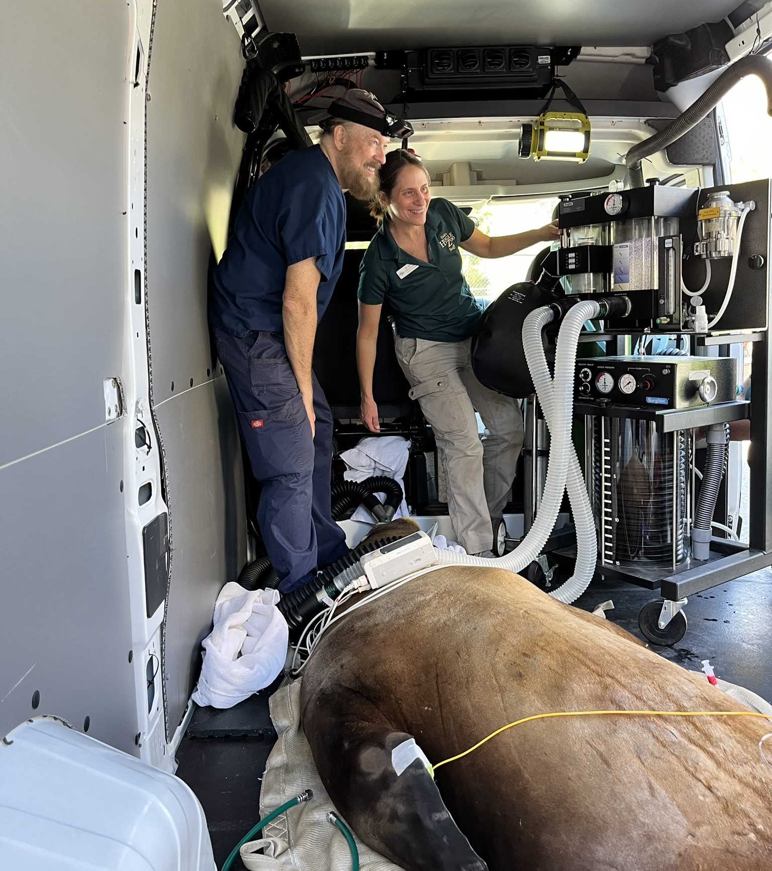 Two people, a tower of complex medical equipment, and a very large sea lion hooked up to said medical equipment, all crammed into the back of a van.