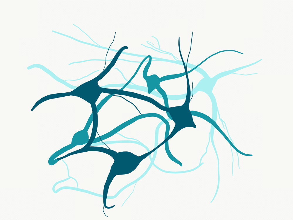 Neurons