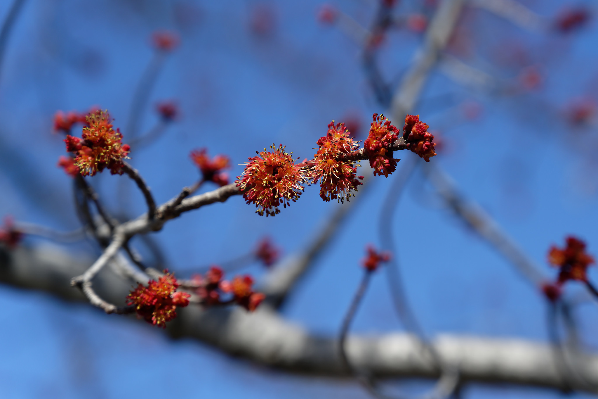 Red Maple