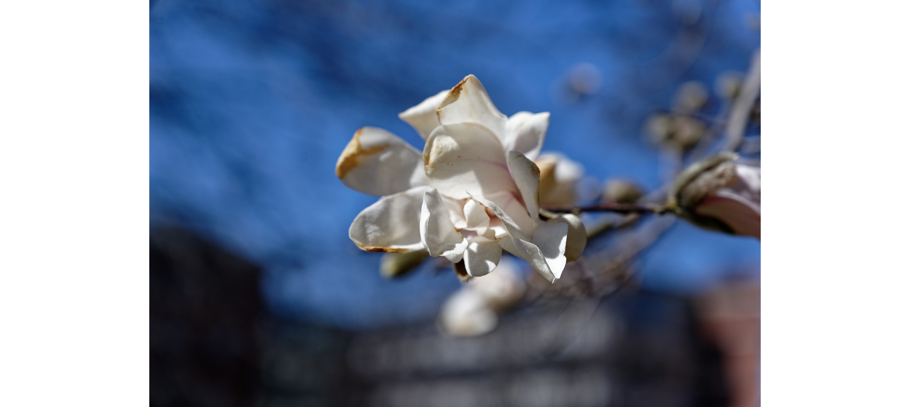 White Magnolia