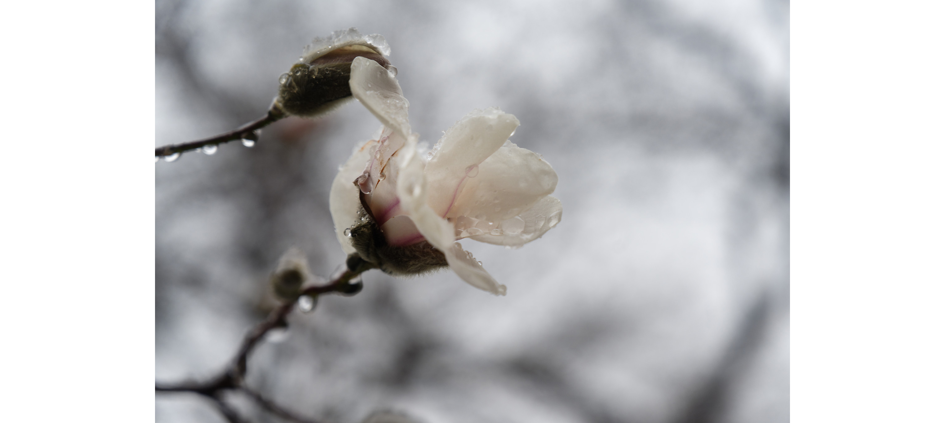 White Magnolia