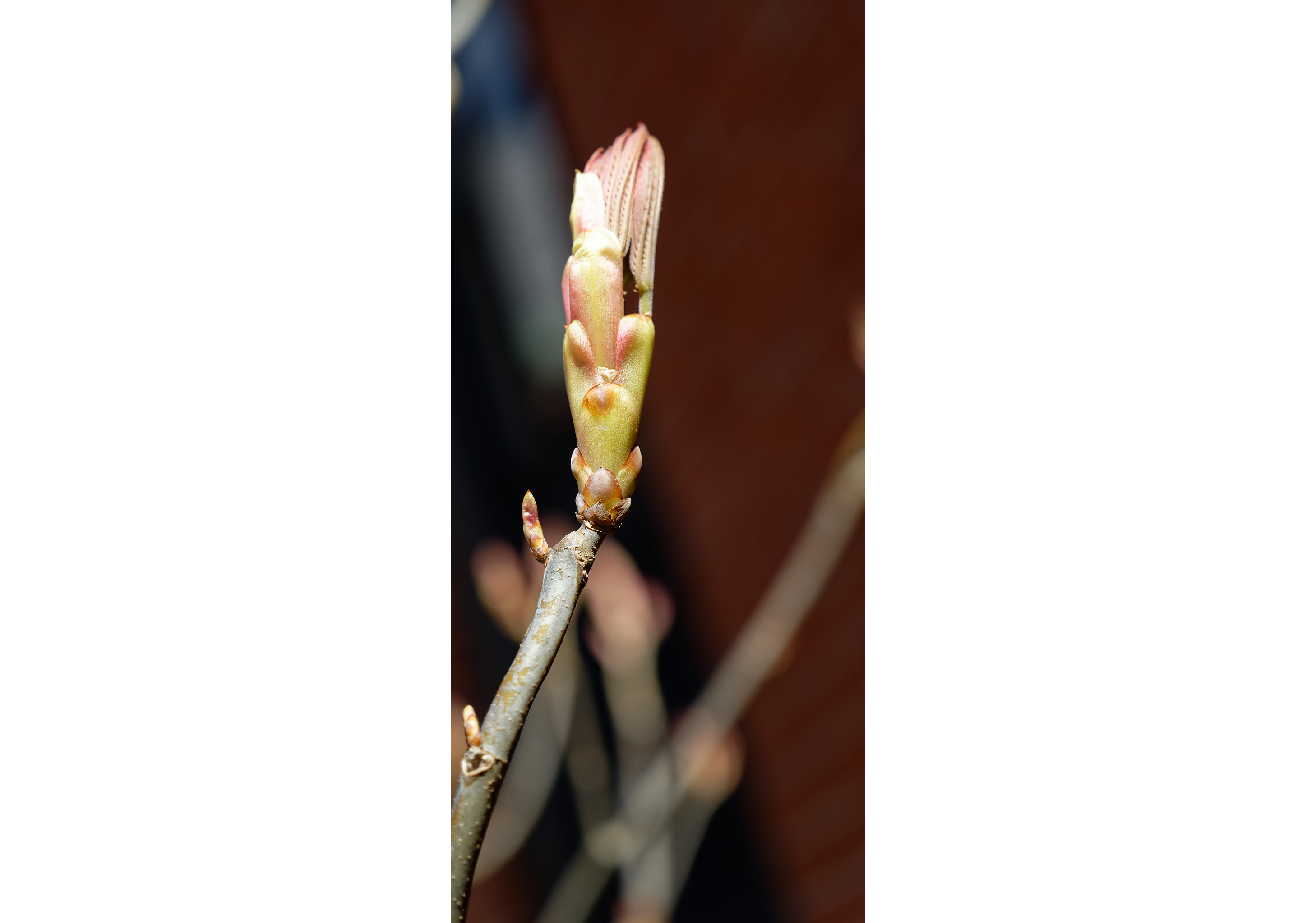 American Basswood