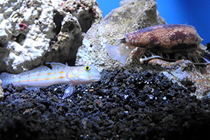 Cone snail and fish prey
