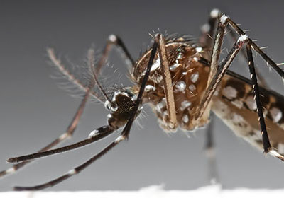Small mosquito