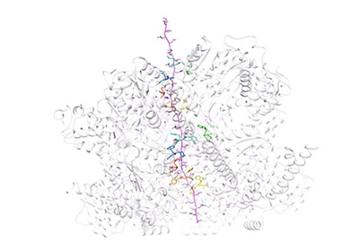 Protein unfolding