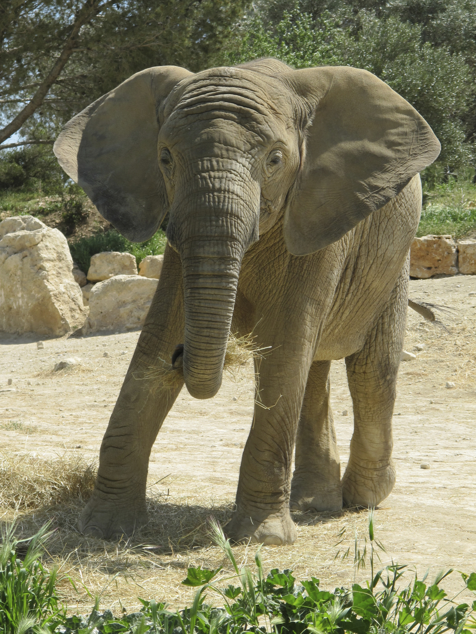 What Elephants Can Teach Us About Evading Cancer