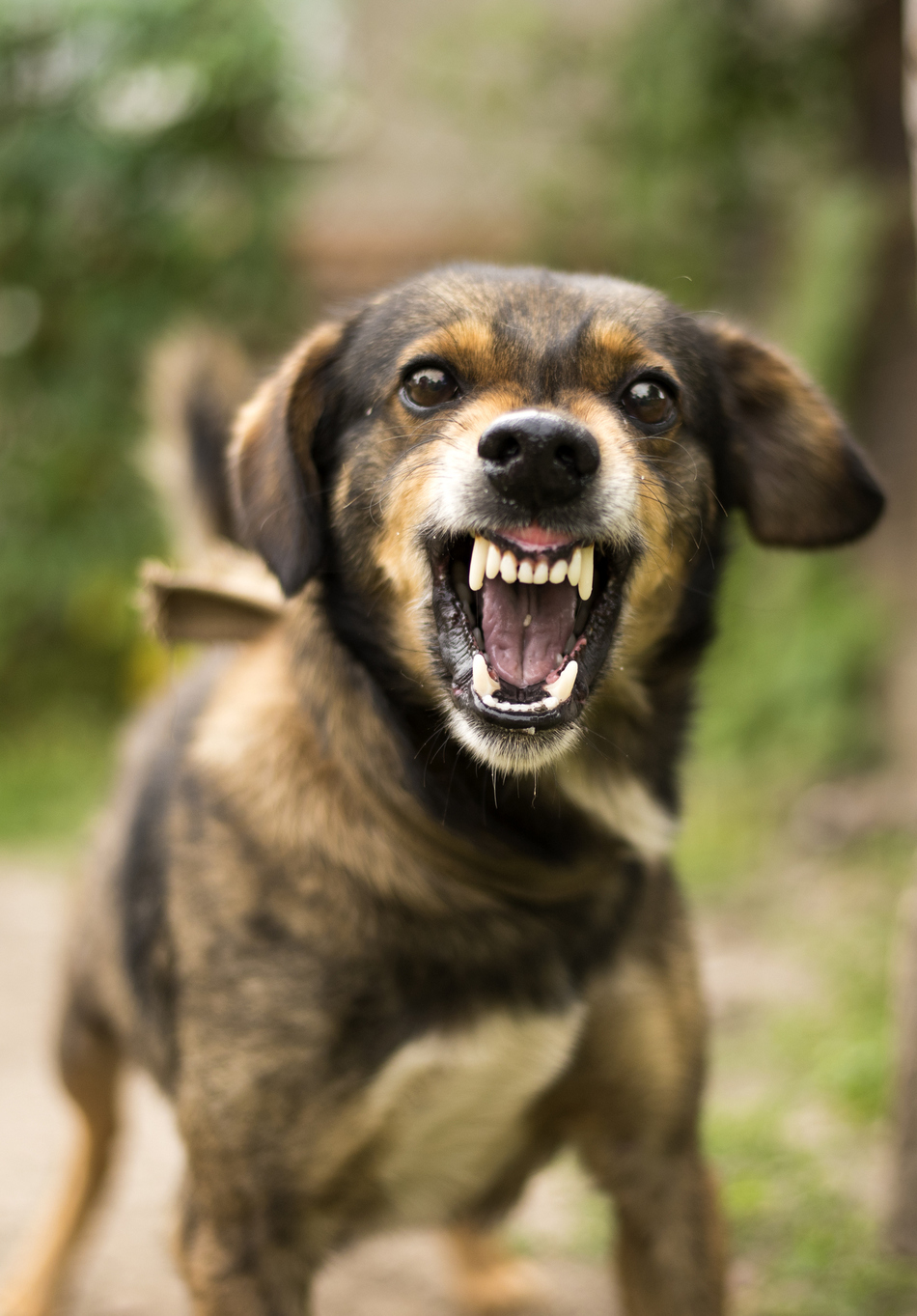 How to Treat a Dog Bite