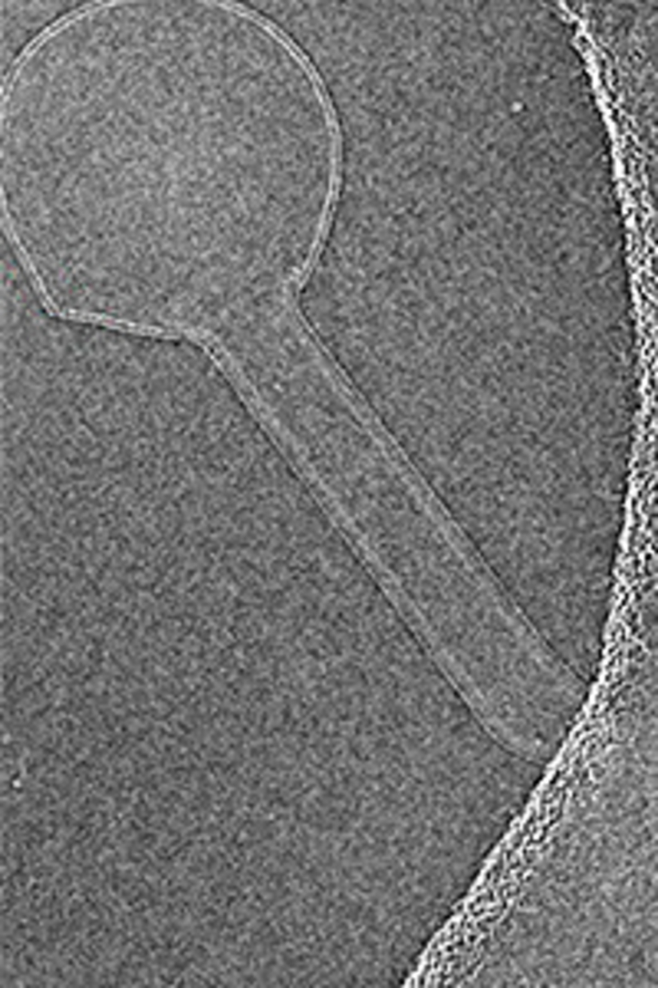 Innovation: Visualizing the Cell’s Tiny Machines