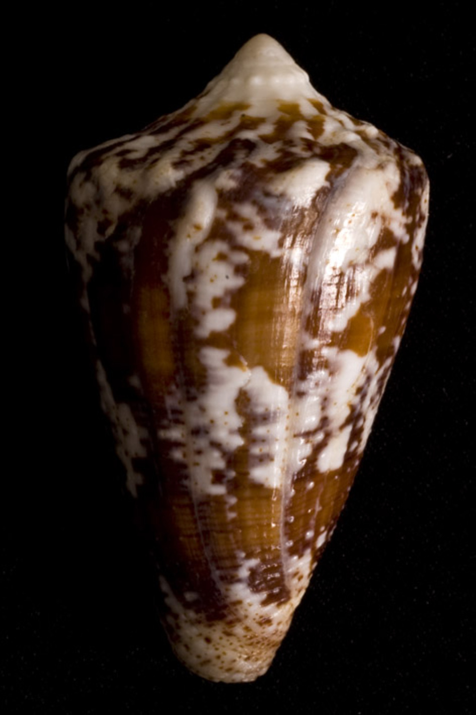 Snail Venom as An Alternative to Opioid Pain Killers
