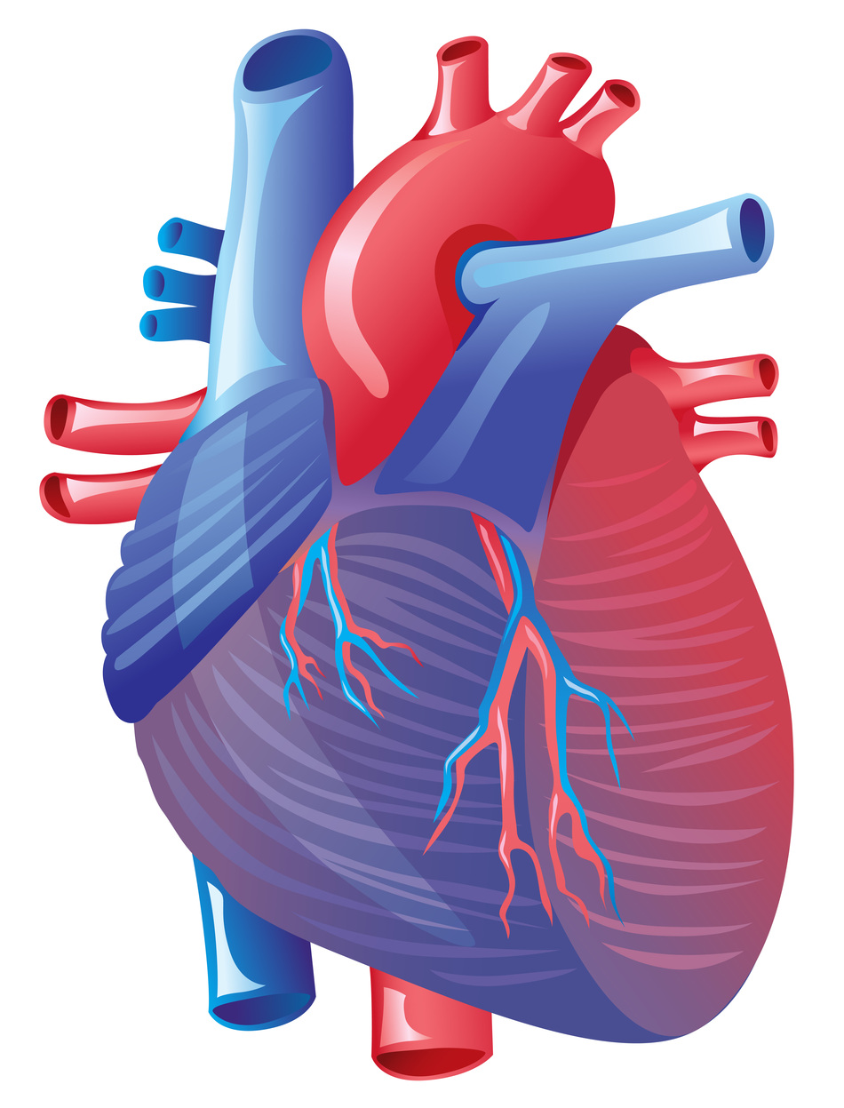 Transcatheter Aortic Valve Replacement—Is It Right For Me?