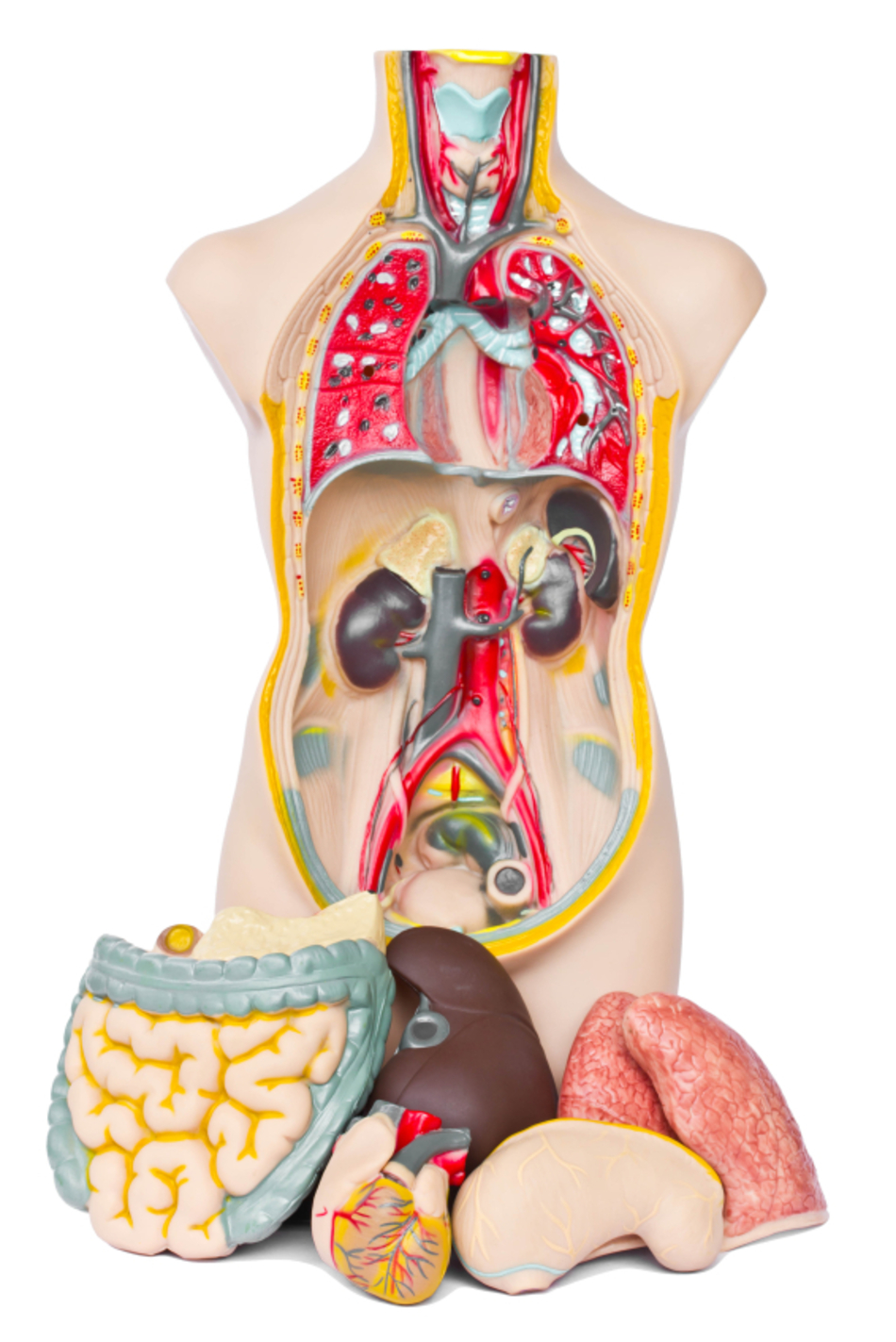 What is Amyloidosis?