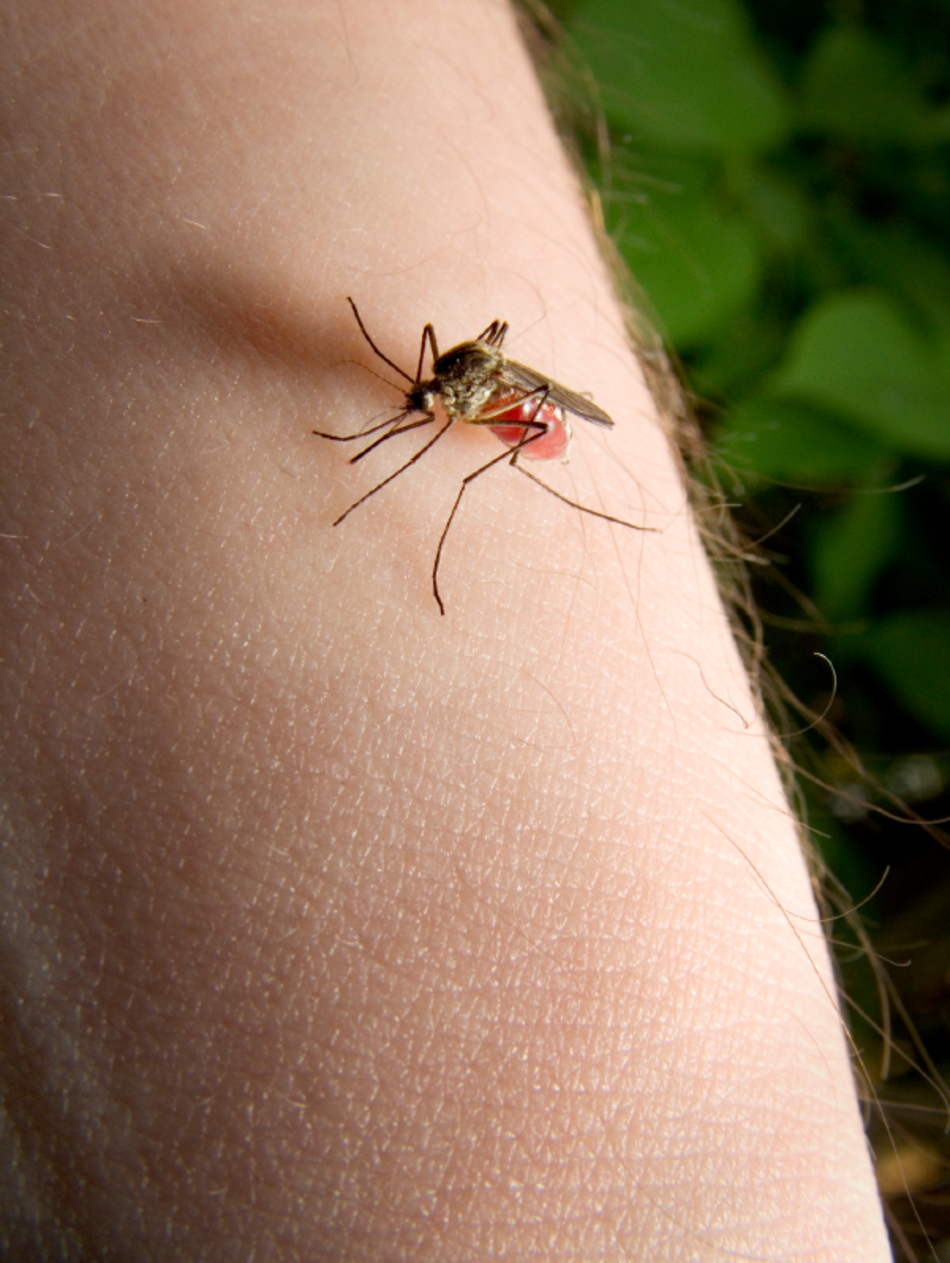 Am I Normal: I’m a Mosquito Magnet