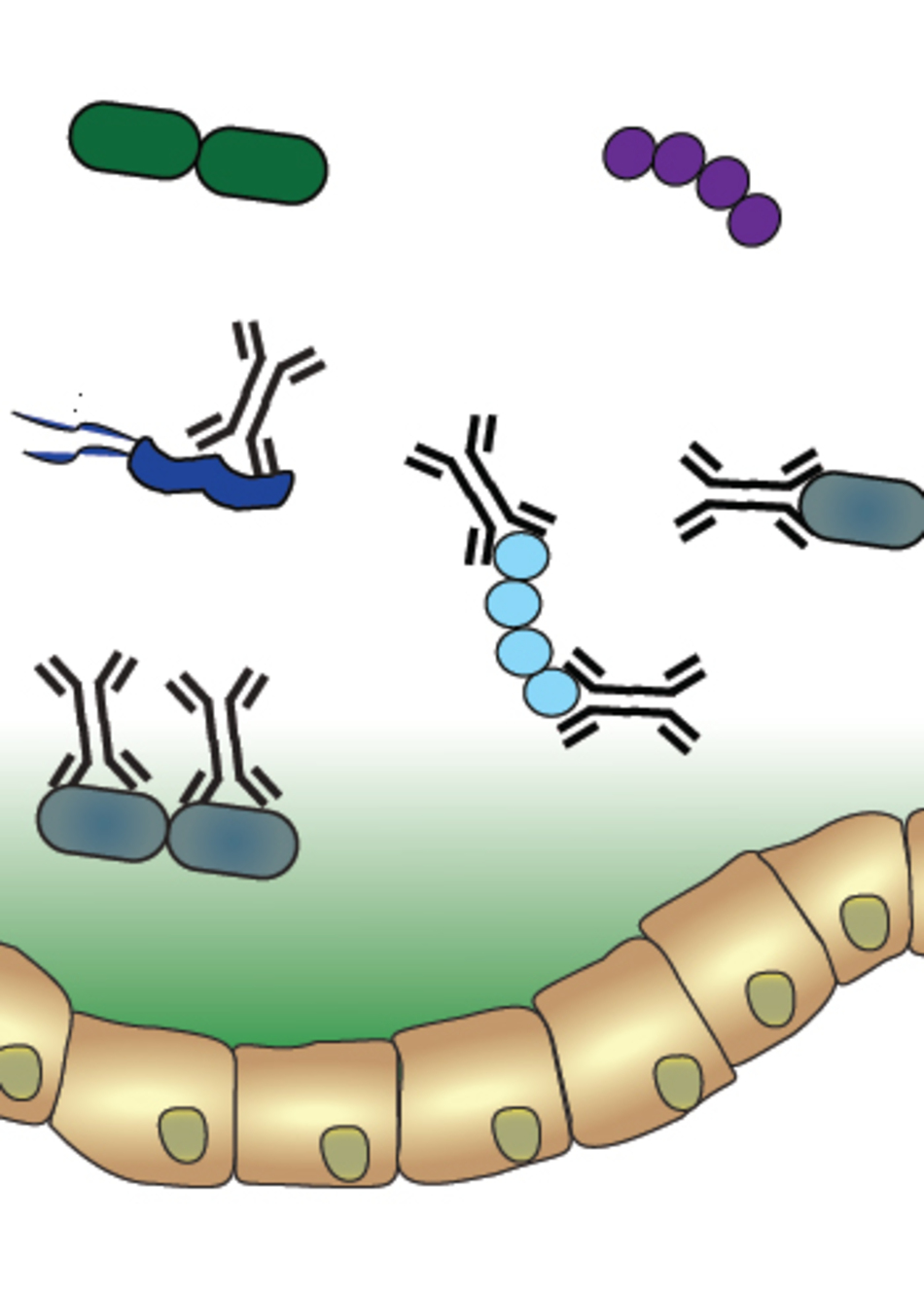 Conversation Between “Good” Bacteria and Immune System Is Key to Digestive Health