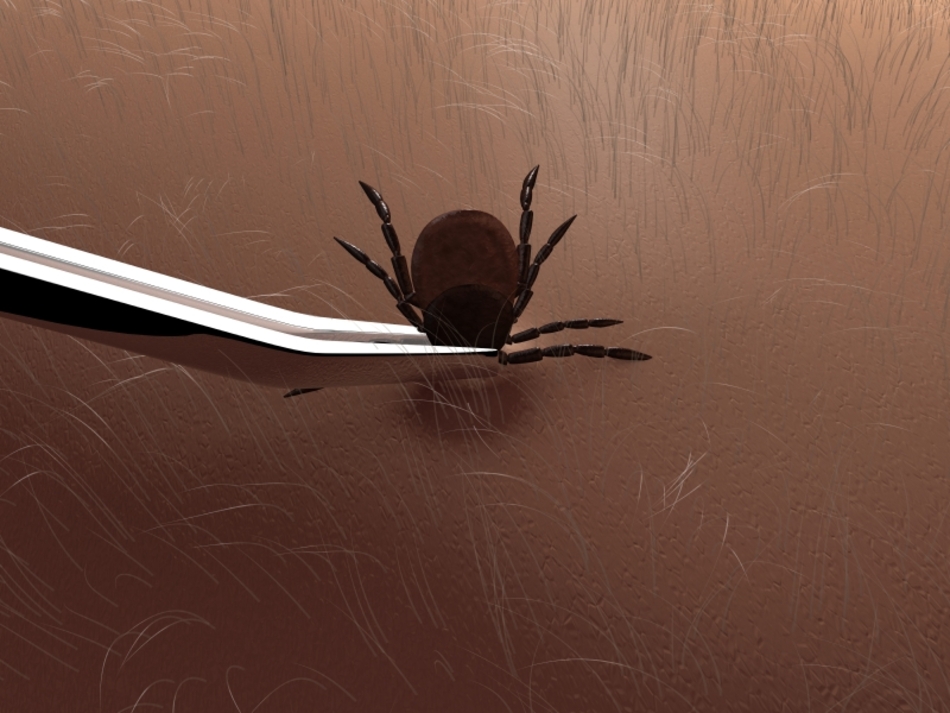What to Do if You Have a Tick Sucking Your Blood