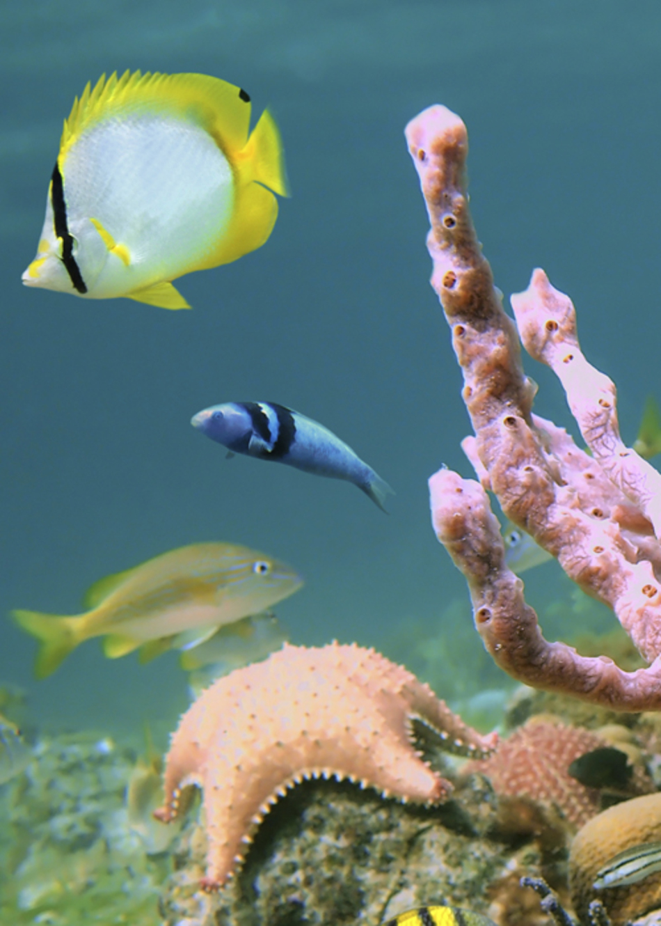 Searching Ocean Life for New Medicines