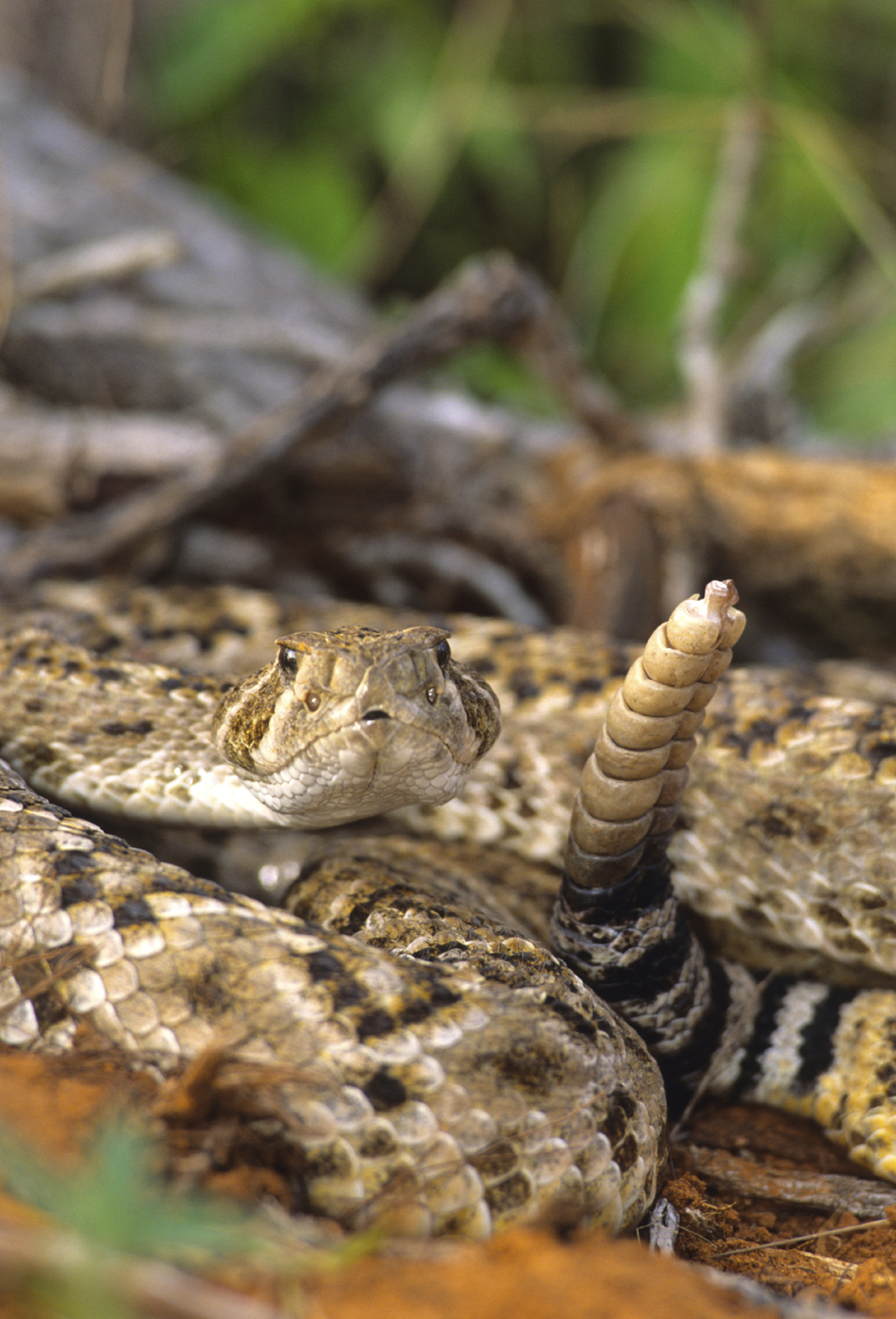 Out Hiking and Got Bitten By A Rattlesnake. What Next?