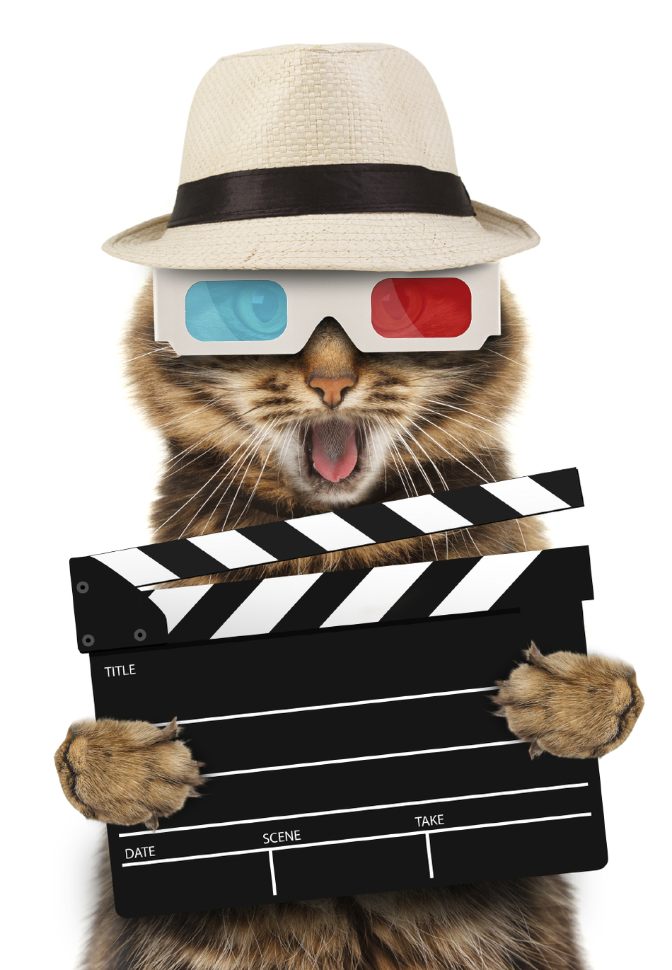 Watching Cat Videos Could Expand Your Life Expectancy