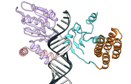 virus genetic material