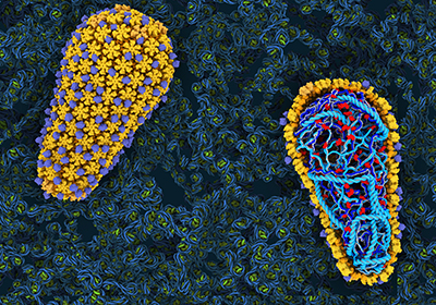 HIV virus