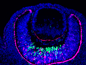 e12 Mouse eye