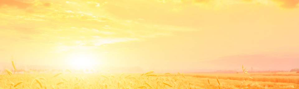 Picture of a tractor in a wheat field during sunset.