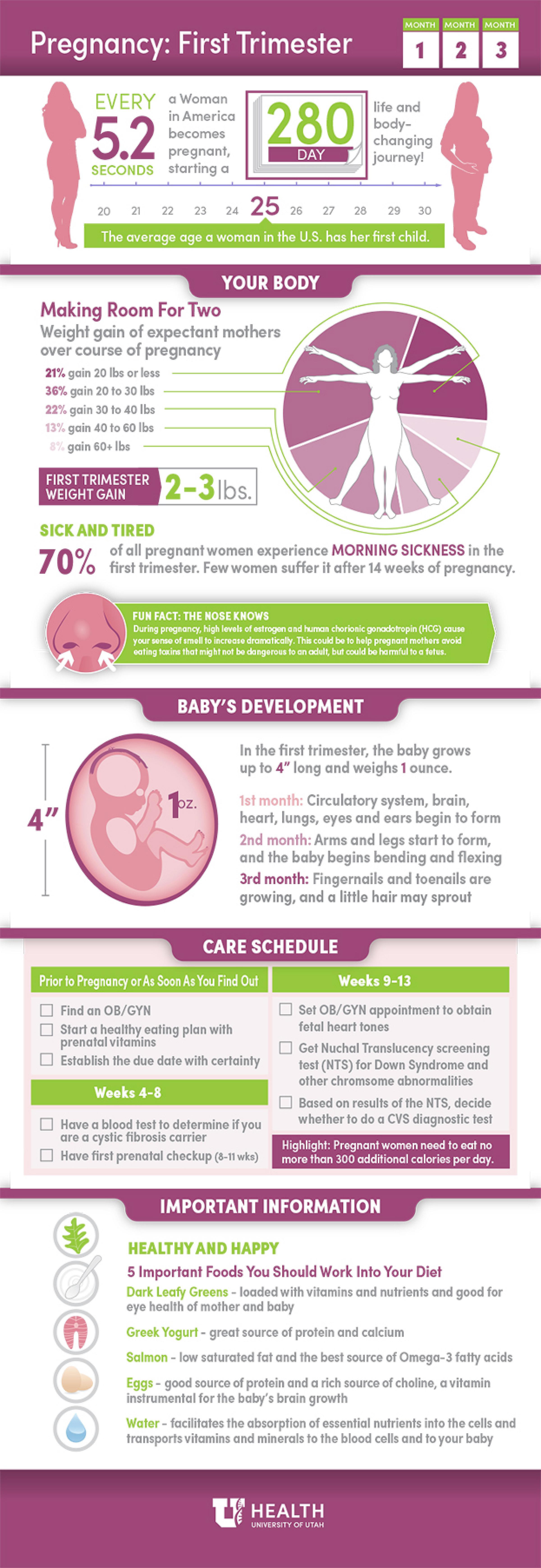 Women's Health Pregnancy 1st Trimester Infographic
