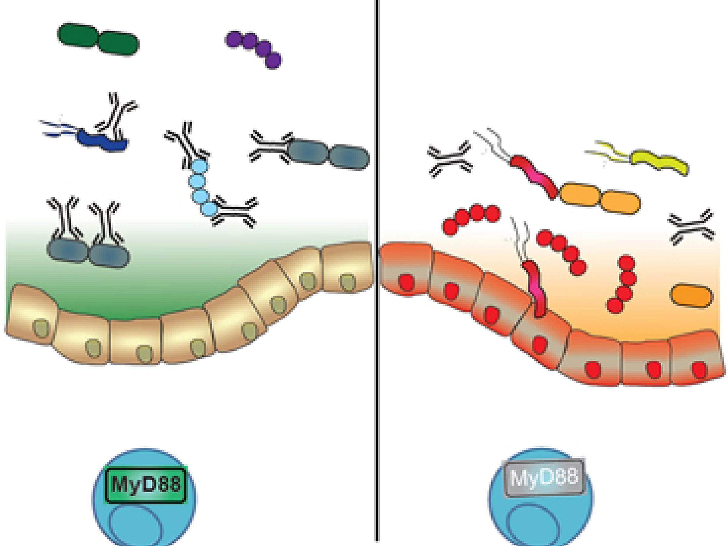 Bacterial Communities