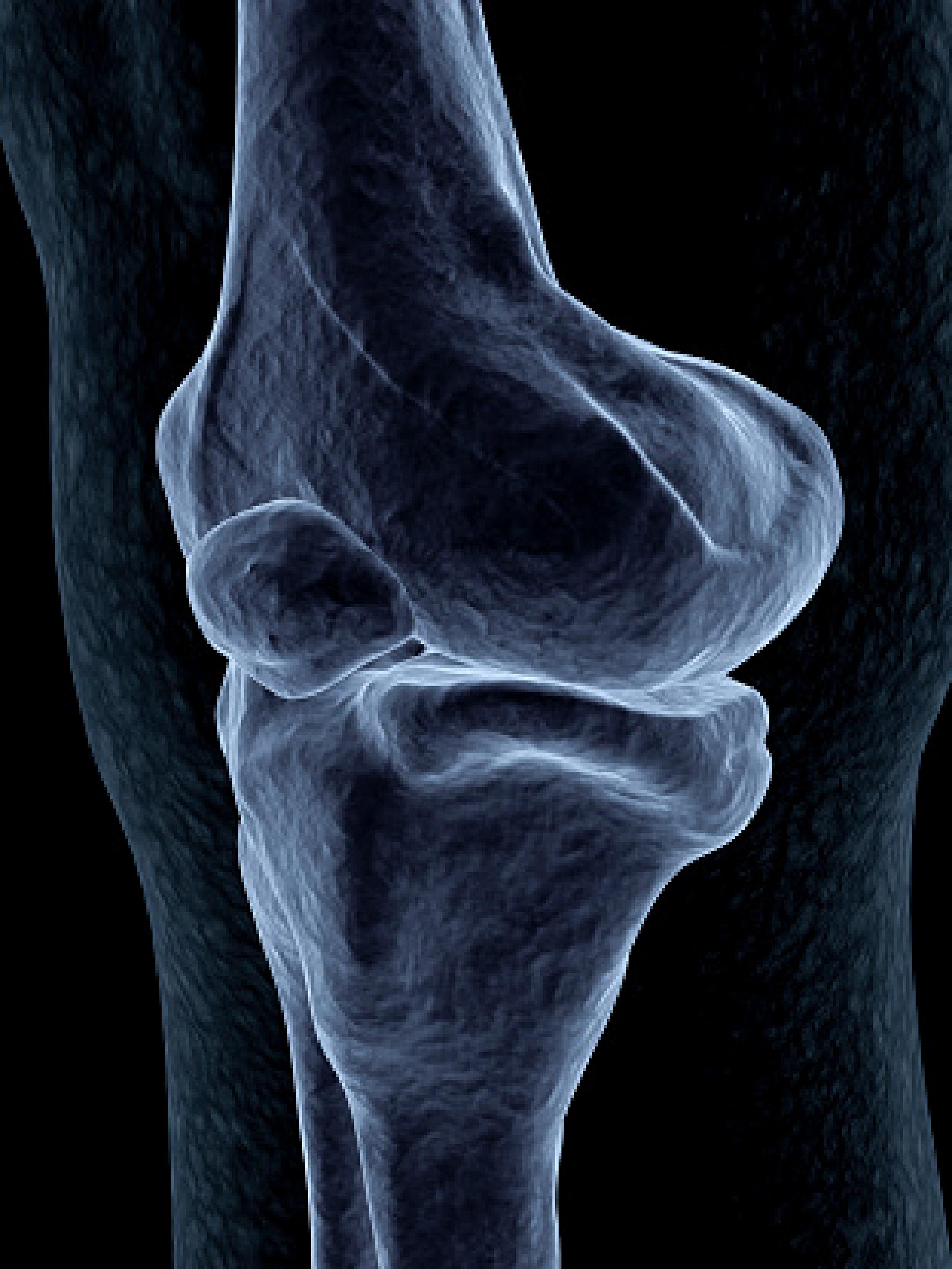 Hip anatomy