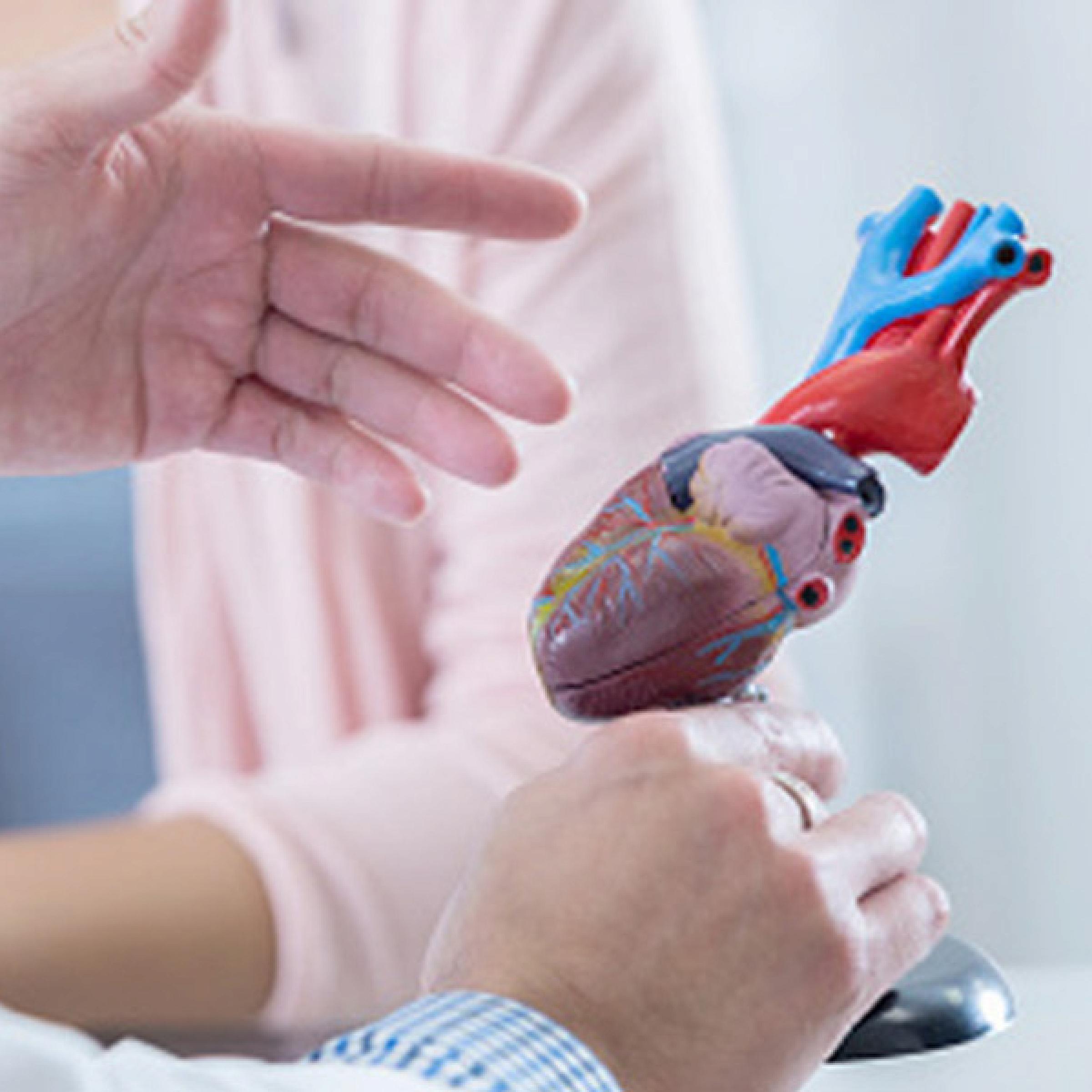 Hands by a 3-D model of the heart